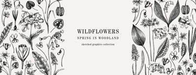 Horizontal vintage banner with wildflowers sketches. Floral design in sketched style. Delicate black contoured blooming flowers border. Spring woodland or garden botanical vector background for print